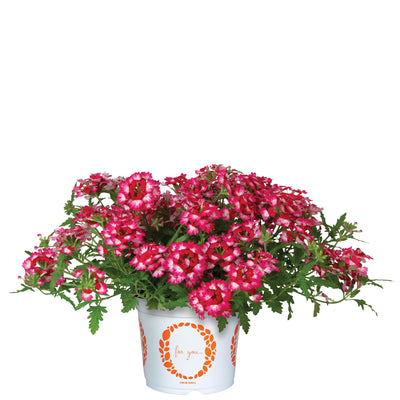Verbena Wicked Rad Red - 4.33" Premium Annual