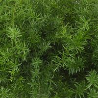 Asparagus Fern 'FuzzyFern™ Frizz' - 4" Accent Plants