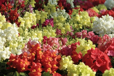 Snapdragon Snapshot Mix - 4 Pack Annual