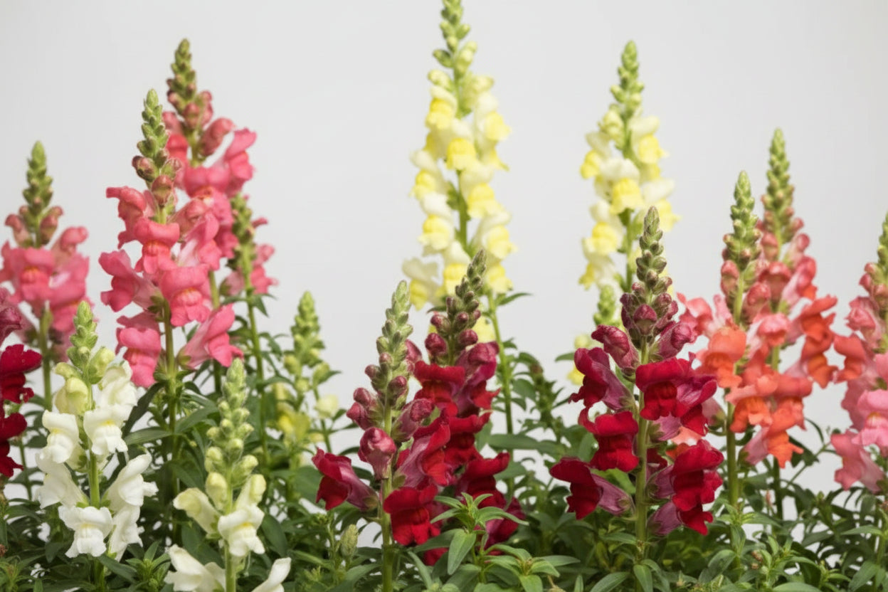 Snapdragon Speedy Sonnet Mix - 4 Pack Annual