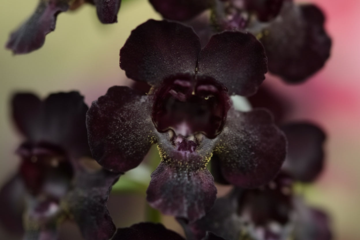 Angelonia AngelFlare Black - 4.33" Premium Annual