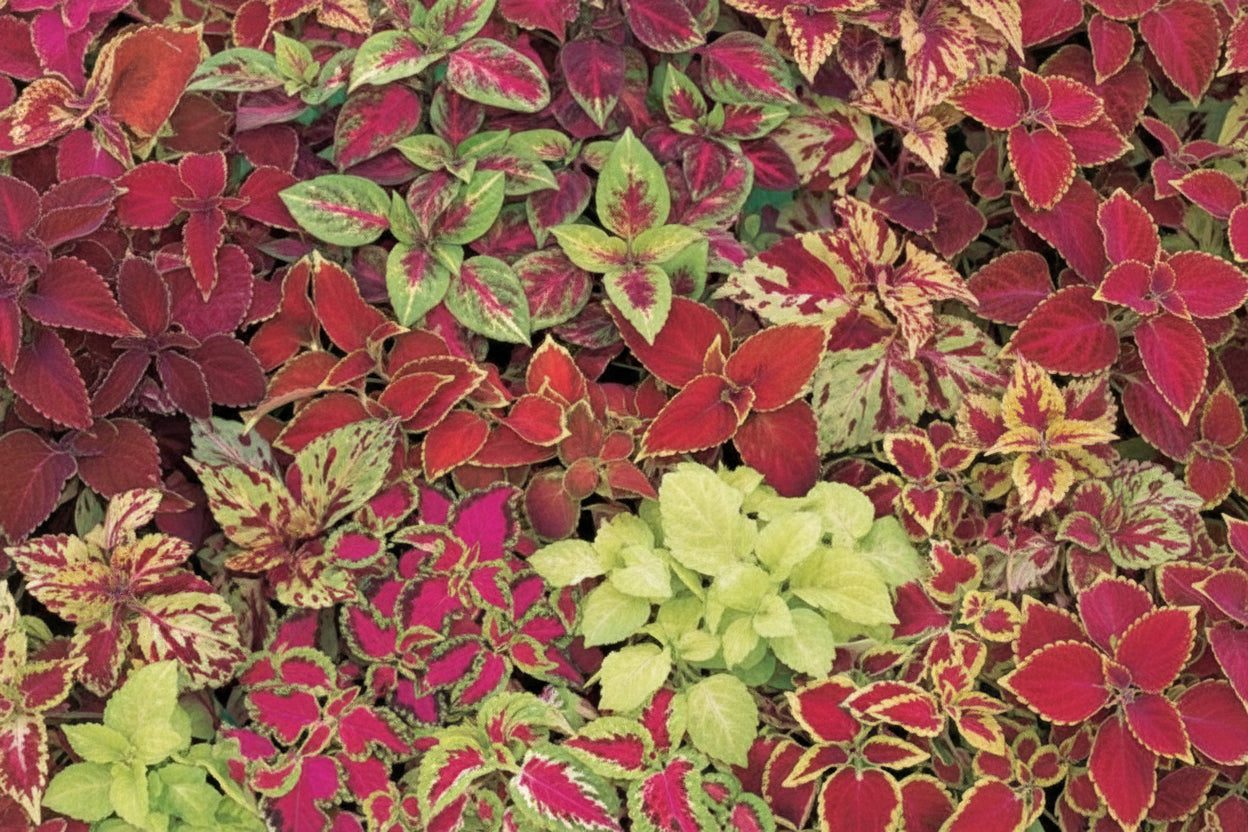 Coleus Fairway Mix - 4 Pack Annual