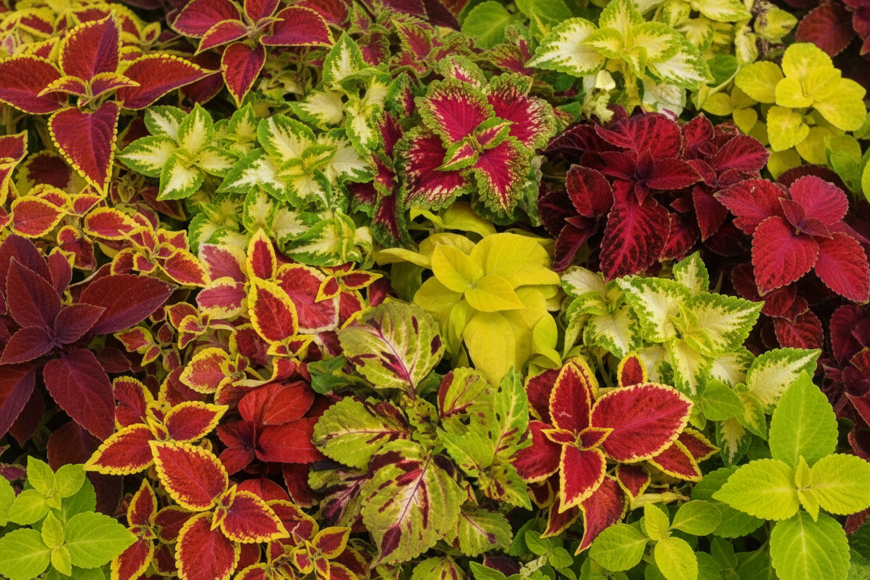 Coleus Wizard Mix - 4 Pack Annual