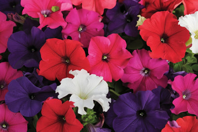 Petunia Pretty Grand Mix Formula - 4 Pack Annual