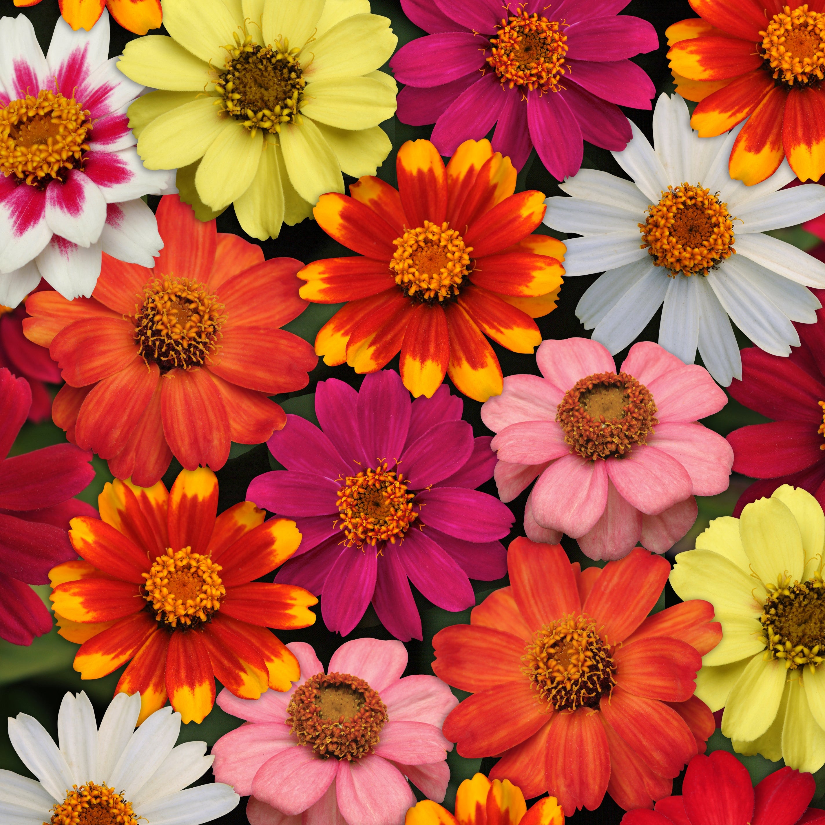 Zinnia Zahara Mix - 4 Pack Annual