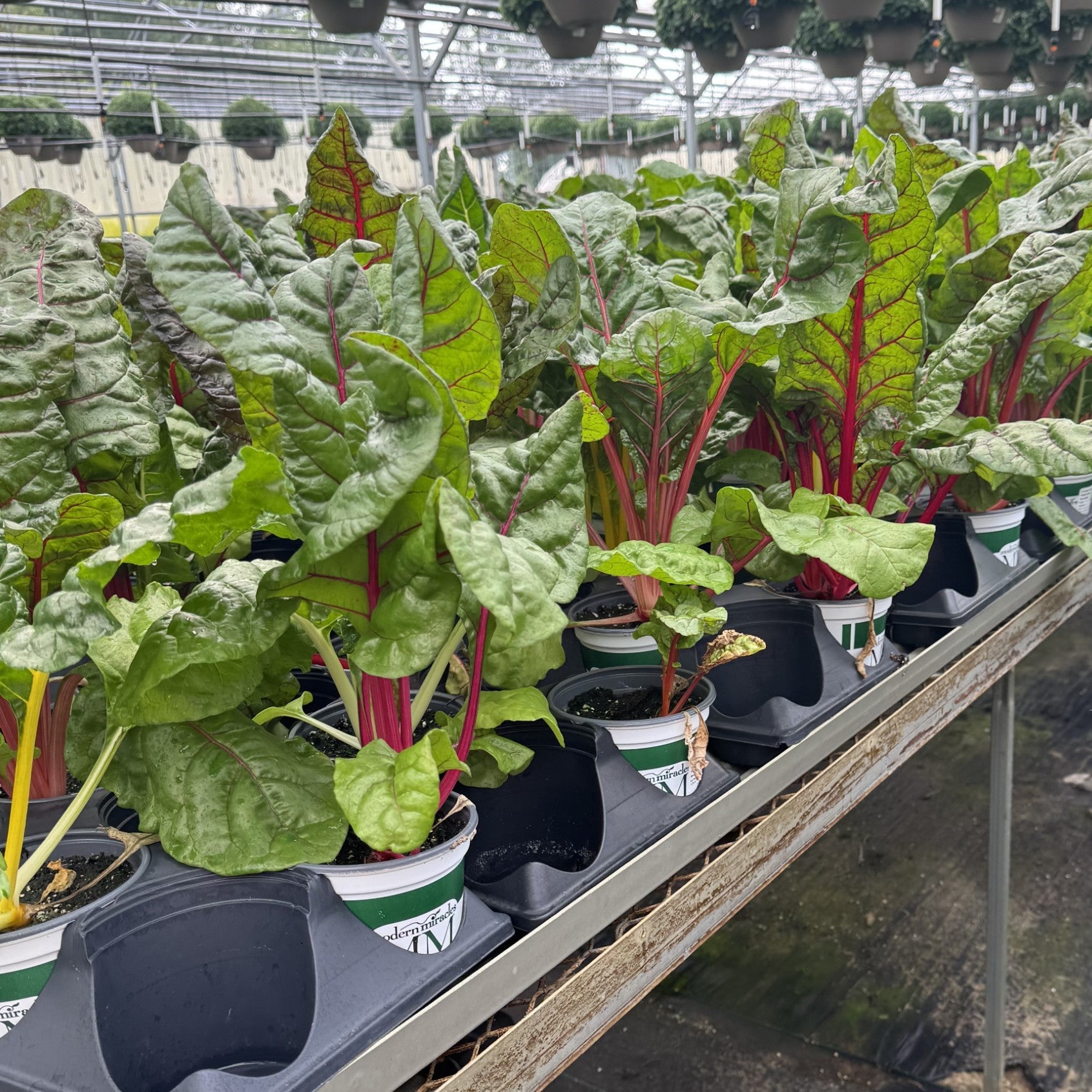 Bright Lights Mix Swiss Chard - 5" Fall Annual