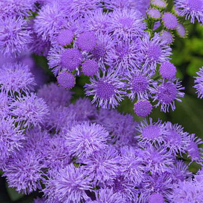 Ageratum Monarch Magic - 4.33" Premium Annual