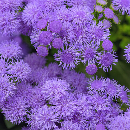 Ageratum Monarch Magic - 4.33" Premium Annual