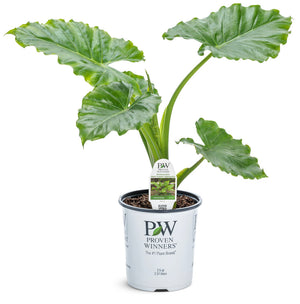Alocasia Emerald Isle - 1 Gallon Proven Winners Annual
