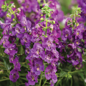 Angelface® Blue Summer Snapdragon Angelonia hybrid - 4.25" Proven Winners Annual