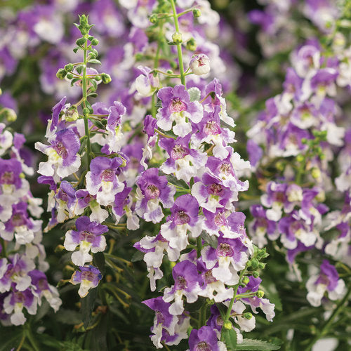 Angelonia Angelface Wedgewood Blue - 4.25" Proven Winners Annual