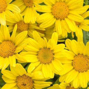 Argyranthemum Golden Butterfly - 4.25" Proven Winners Annual