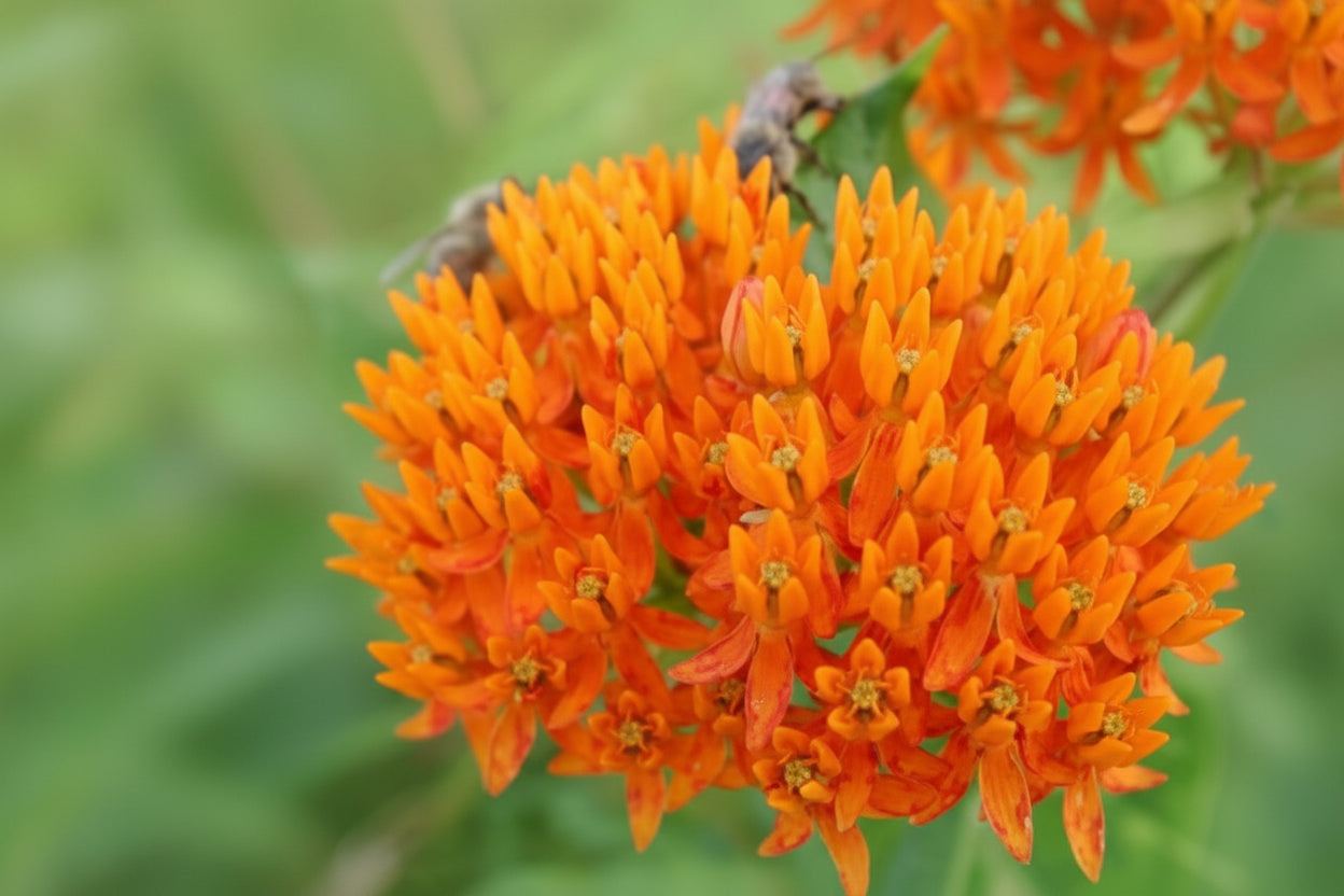 Asclepias Butterfly Weed Tuberosa