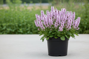 Stachys Hedgenettle Summer Crush