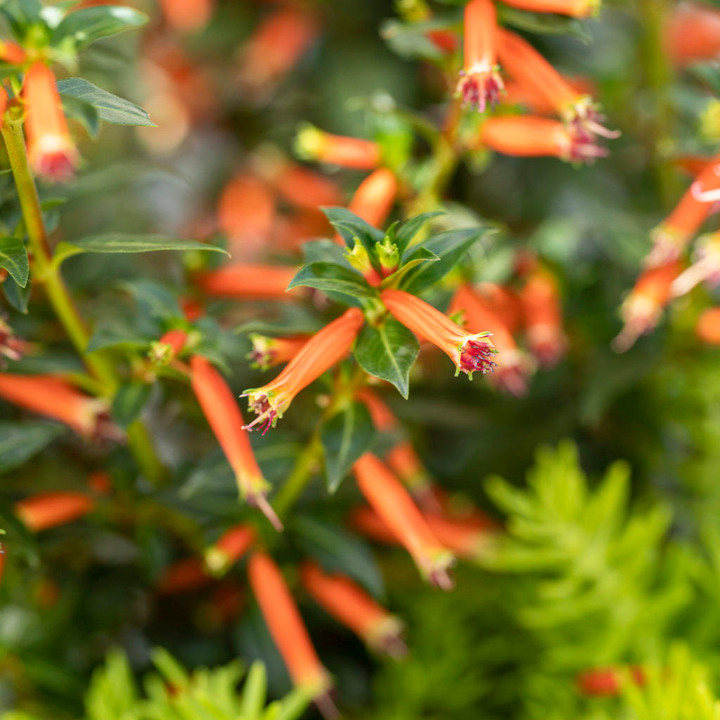 Cuphea Vermillionarie - 4.25" Proven Winners Annual