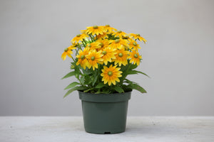 Rudbeckia Black Eyed Susan Prarie Sun