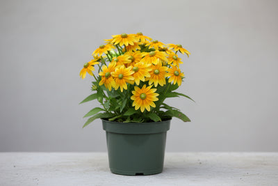 Rudbeckia Black Eyed Susan Prarie Sun
