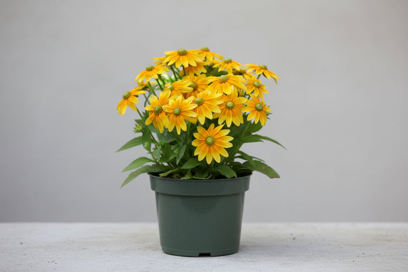 Rudbeckia Black Eyed Susan Prarie Sun