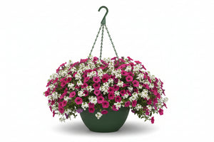 127 Rose Everyday - 11" Hanging Basket