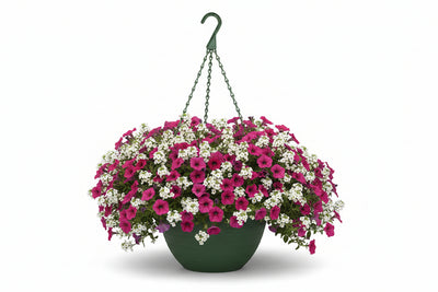 127 Rose Everyday - 11" Hanging Basket
