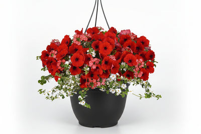 106 Peppermint Dreams - 11" Hanging Basket