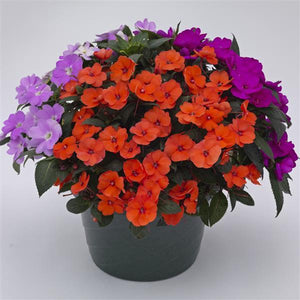 SunPatiens Tropical Punch Mix - 8" Planter
