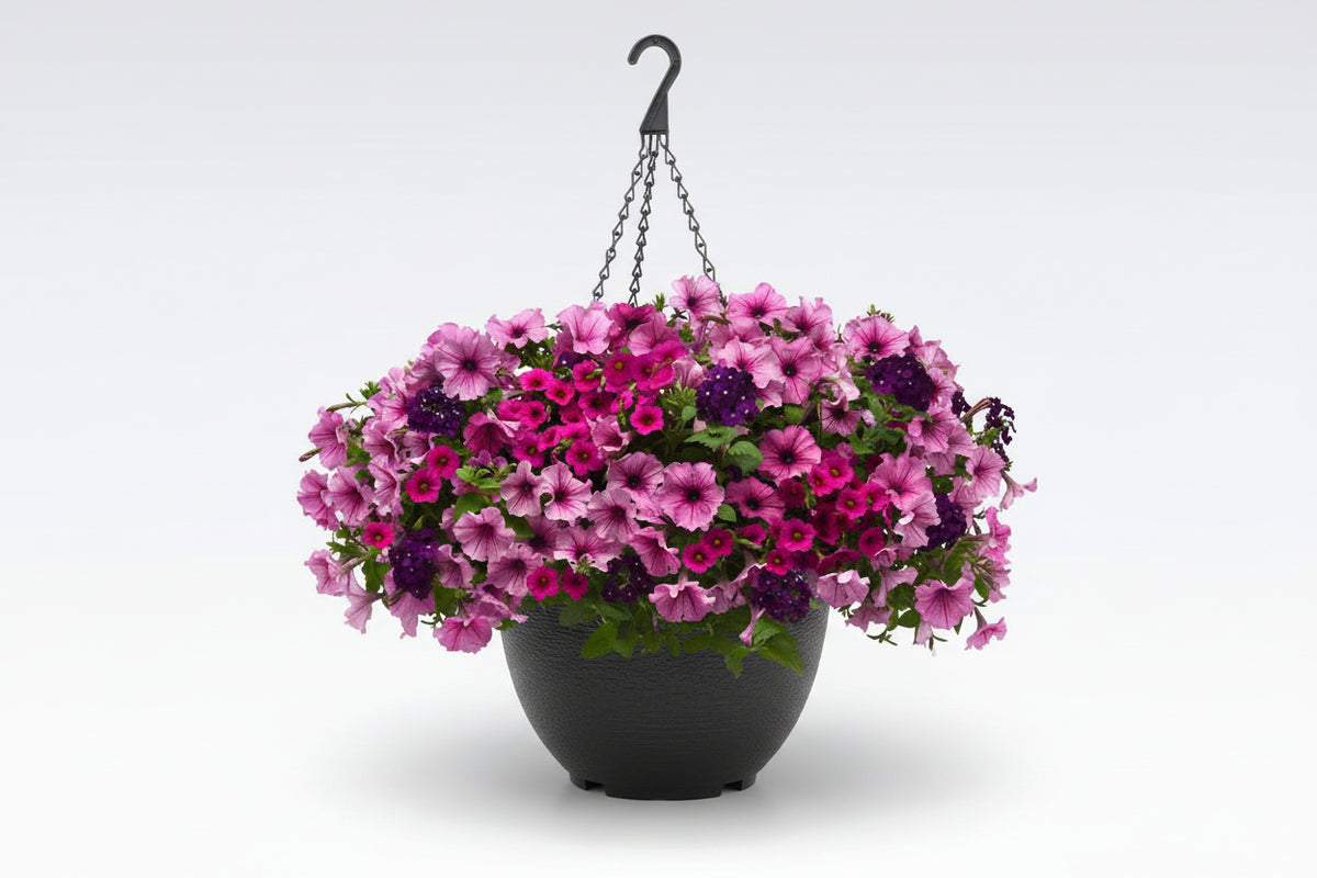 101 A Grape Fit - 11" Hanging Basket