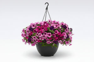 101 A Grape Fit - 11" Hanging Basket