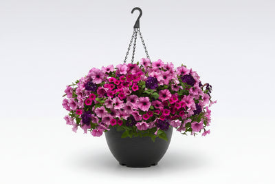 101 A Grape Fit - 11" Hanging Basket