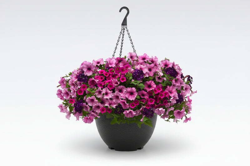 101 A Grape Fit - 11" Hanging Basket