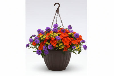 126 Peach of My Heart - 11" Hanging Basket