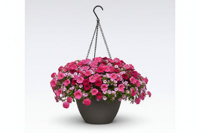 124 I Heart Pink - 11" Hanging Basket