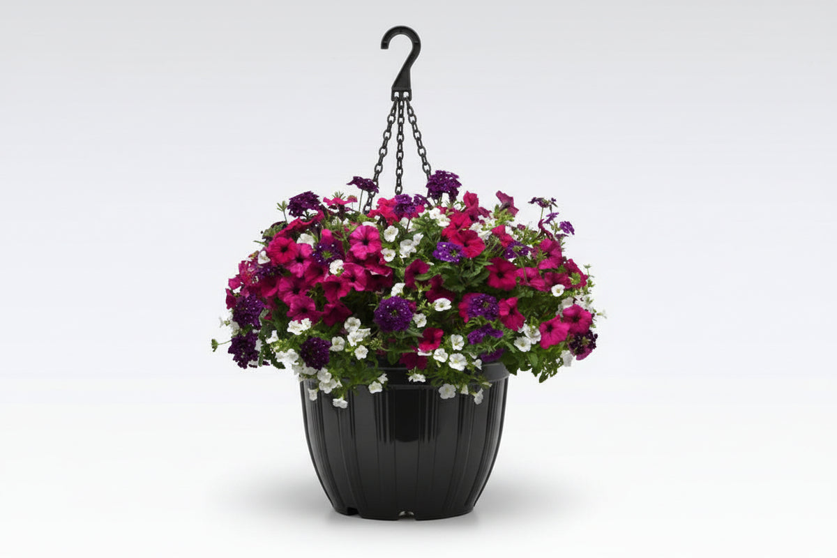 113 Jazzberry Jam - 11" Hanging Basket