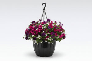 113 Jazzberry Jam - 11" Hanging Basket