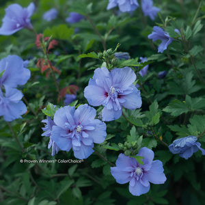 Althea Blue Chiffon, Rose of Sharon
