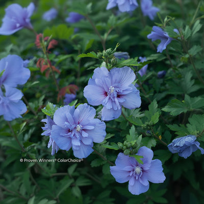 Althea Blue Chiffon, Rose of Sharon