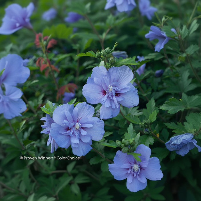 Althea Blue Chiffon, Rose of Sharon