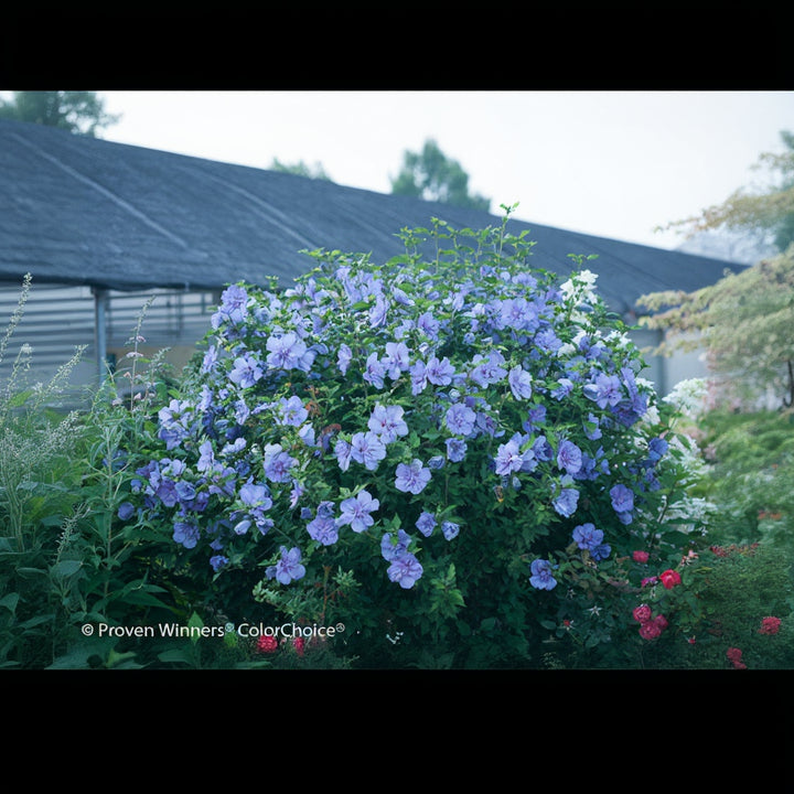 Althea Blue Chiffon, Rose of Sharon