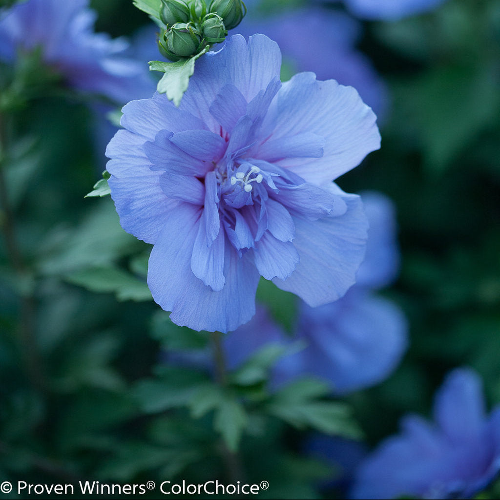 Althea Blue Chiffon, Rose of Sharon