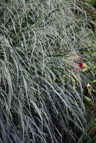 Panicum Switchgrass Blue Fountain