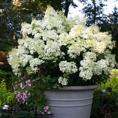 Hydrangea Bobo