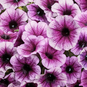 Petunia Supertunia Bordeaux - 4.25" Proven Winners Annual