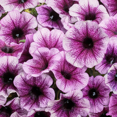 Petunia Supertunia Bordeaux - 4.25" Proven Winners Annual