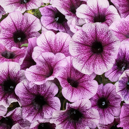 Petunia Supertunia Bordeaux - 4.25" Proven Winners Annual