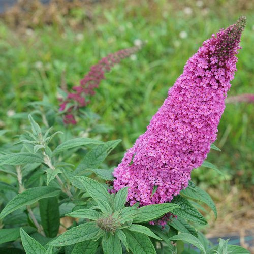 Buddleia Pugster Pinker