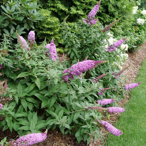 Buddleia Pugster Pinker