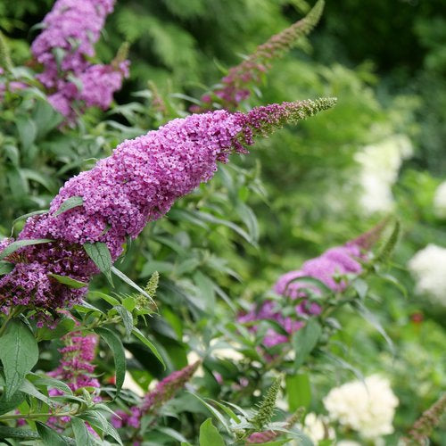 Buddleia Pugster Pinker