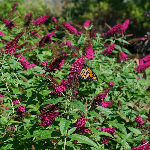 Buddleia Miss Molly