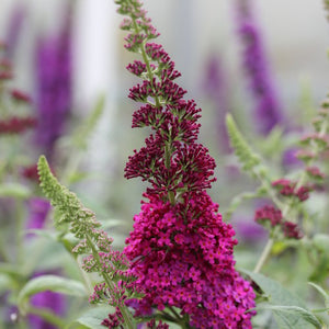Buddleia Miss Molly