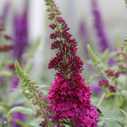 Buddleia Miss Molly
